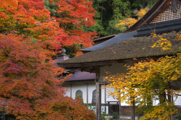 常照皇寺_紅葉2012_yaotomi_21s.jpg