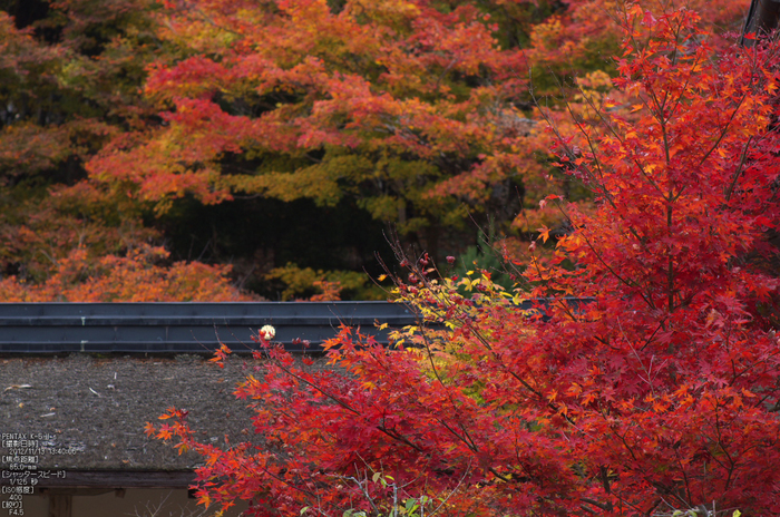 常照皇寺_紅葉2012_yaotomi_38s.jpg