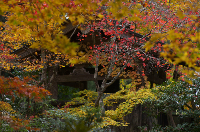 常照皇寺_紅葉2012_yaotomi_51s.jpg