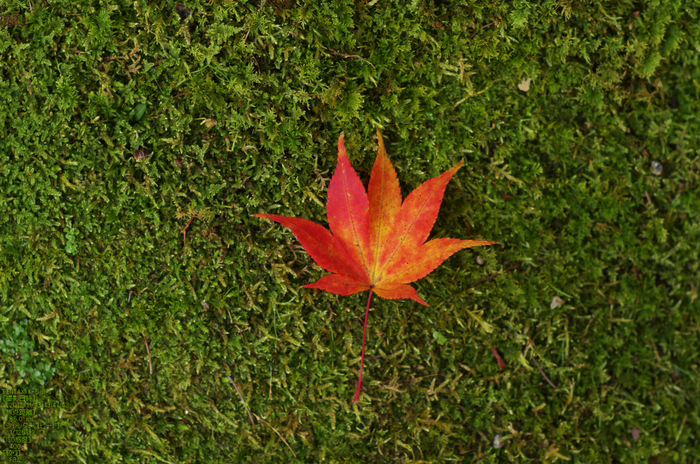 常照皇寺_紅葉2012_yaotomi_52s.jpg