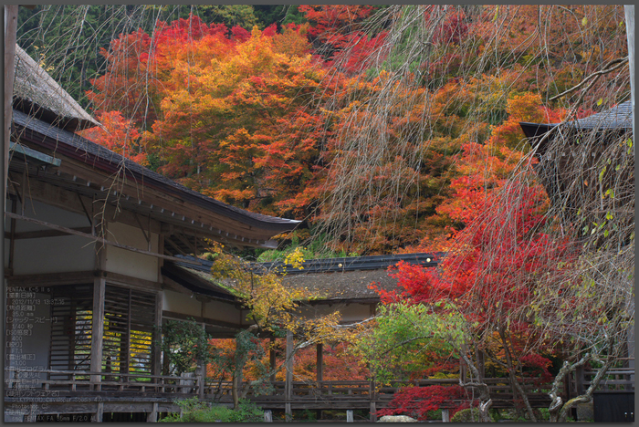 常照皇寺_紅葉2012_yaotomi_60t.jpg