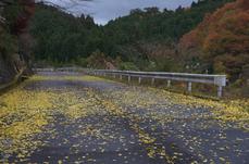 東吉野_紅葉2012_yaotomi_53s.jpg