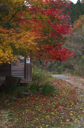 東吉野_紅葉2012_yaotomi_57s.jpg