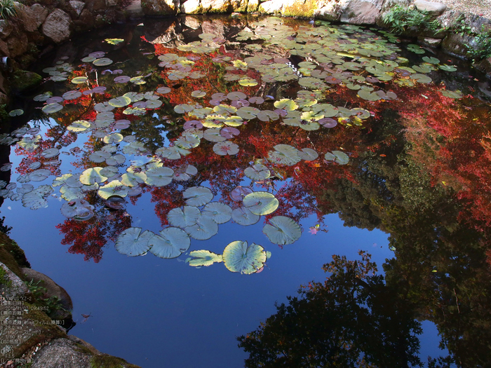 正暦寺紅葉_yaotomi2012_23s.jpg