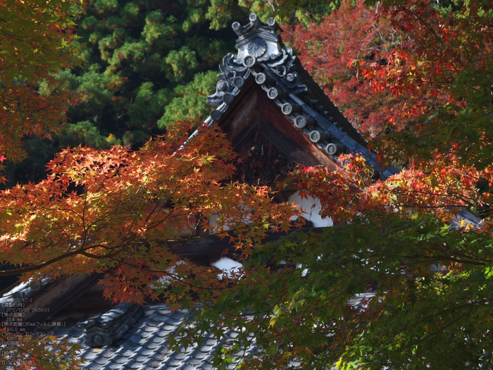 正暦寺紅葉_yaotomi2012_26s.jpg