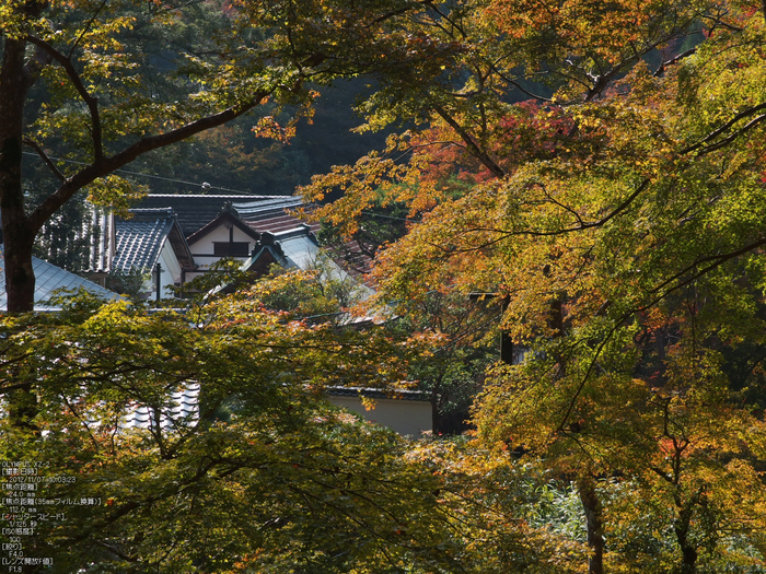 正暦寺紅葉_yaotomi2012_28s.jpg