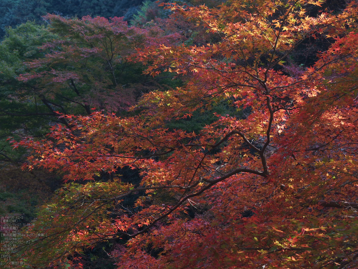 正暦寺紅葉_yaotomi2012_32s.jpg