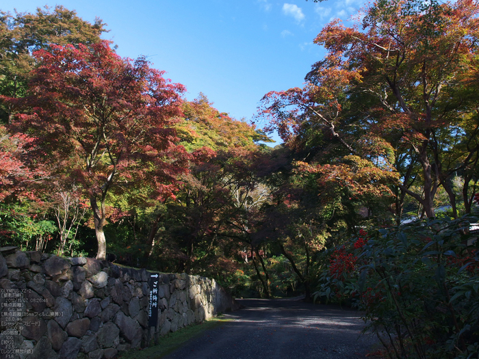 正暦寺紅葉_yaotomi2012_6s.jpg