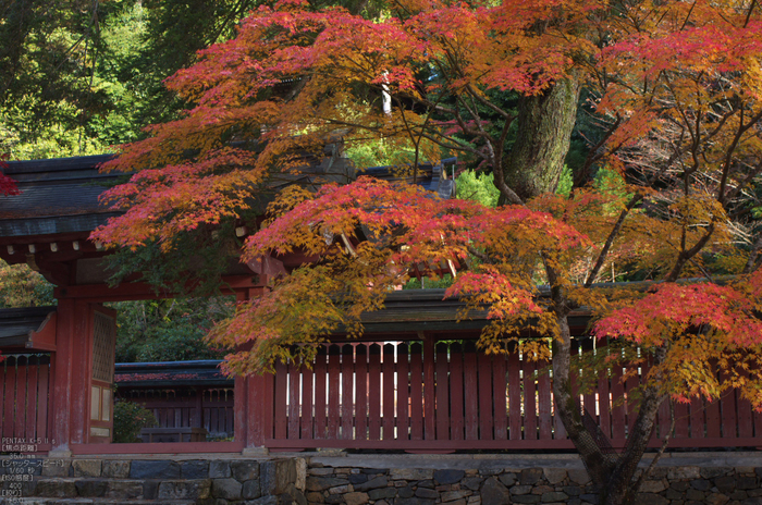 神護寺_紅葉2012_yaotomi_17s.jpg