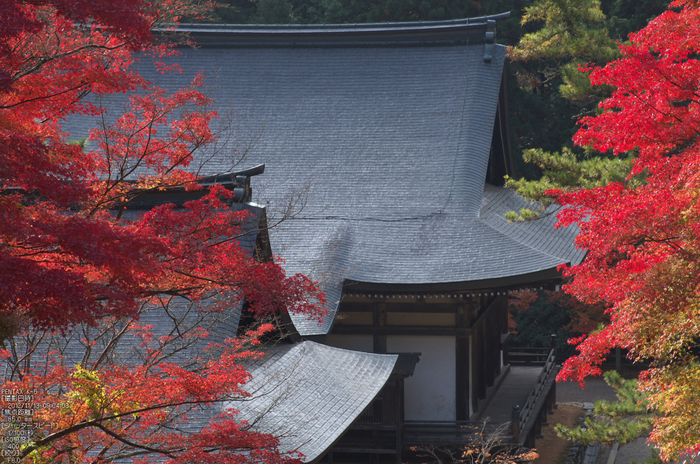 神護寺_紅葉2012_yaotomi_20s.jpg