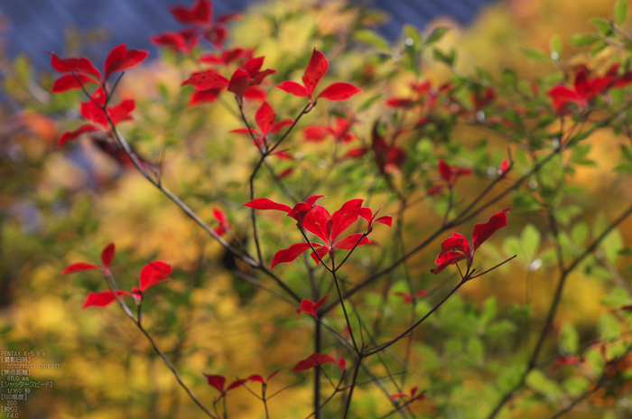 神護寺_紅葉2012_yaotomi_23s.jpg