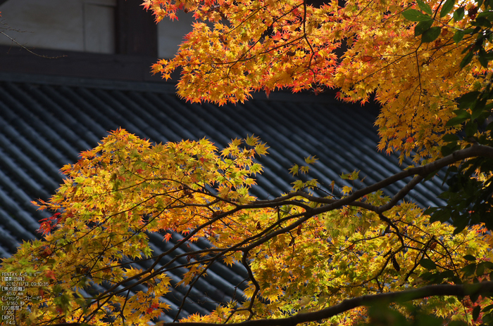 神護寺_紅葉2012_yaotomi_25s.jpg