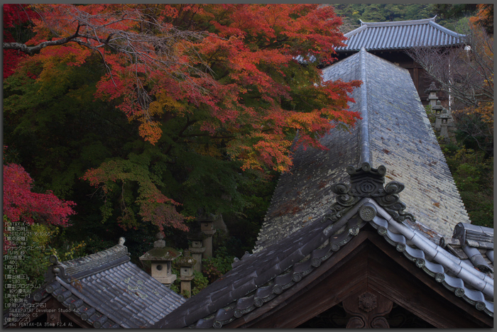 長谷寺_紅葉2012_yaotomi_1t.jpg