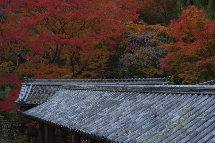 長谷寺_紅葉2012_yaotomi_6s.jpg