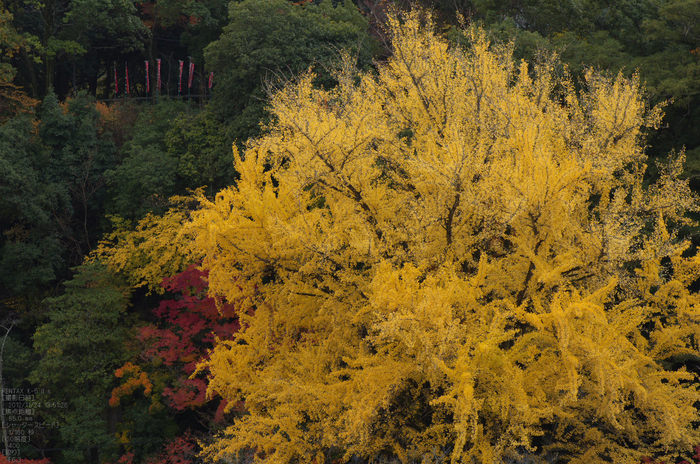 信貴山朝護孫子寺紅葉_2012yaotomi_16.jpg