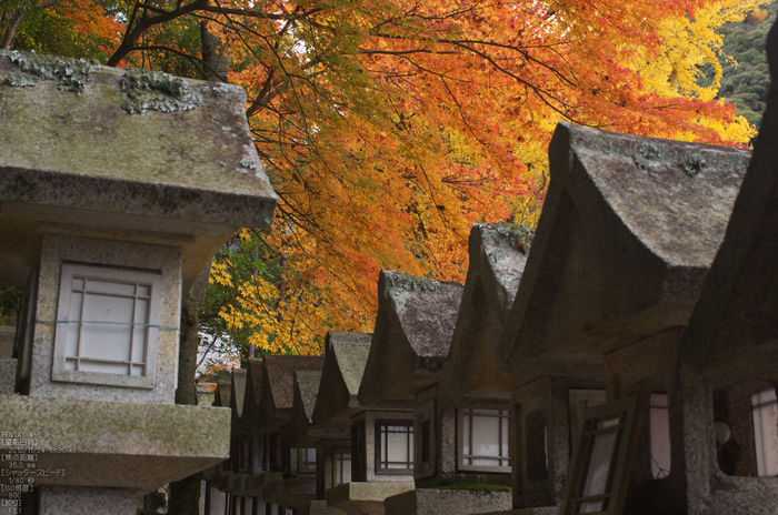 信貴山朝護孫子寺紅葉_2012yaotomi_8.jpg