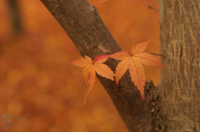 蓮華寺紅葉_2012yaotomi_23.jpg