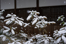 圓光寺_雪景_2013yaotomi_16s.jpg