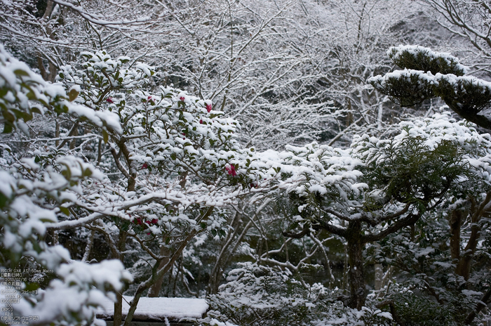 圓光寺_雪景_2013yaotomi_18s.jpg