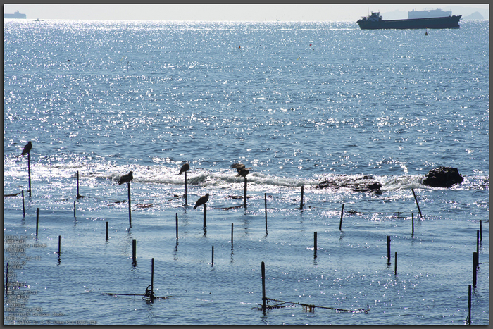 知多半島まるは食堂旅館前_鳥yaotomi2013_1st.jpg