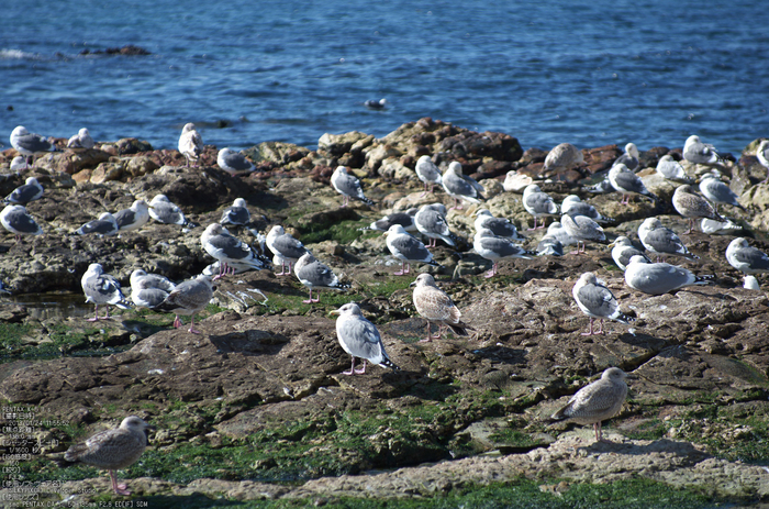 知多半島まるは食堂旅館前_鳥yaotomi2013_2s.jpg