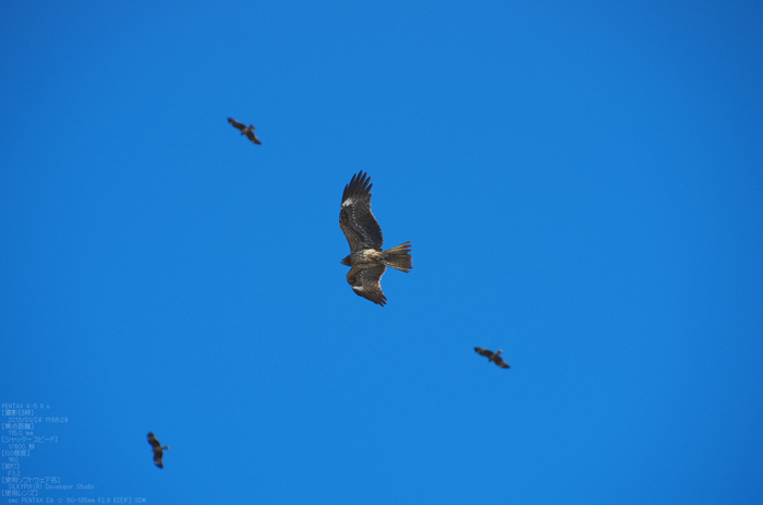 知多半島まるは食堂旅館前_鳥yaotomi2013_3s.jpg