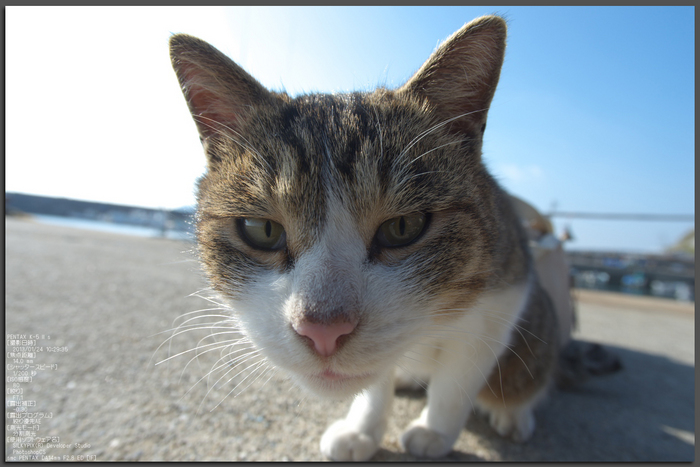 知多半島・日間賀島2013yaotomi_K-5IIs_52st.jpg