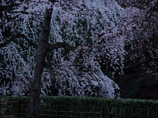 京都御苑近衞邸跡_桜_yaotomi2013_10s.jpg