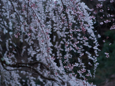 京都御苑近衞邸跡_桜_yaotomi2013_11s.jpg