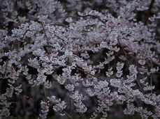 京都御苑近衞邸跡_桜_yaotomi2013_12s.jpg