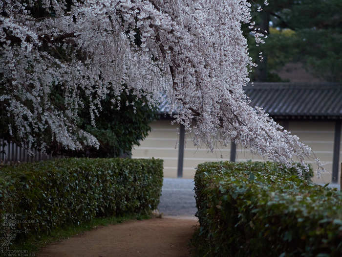 京都御苑近衞邸跡_桜_yaotomi2013_17s.jpg