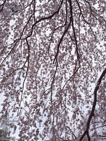 京都御苑近衞邸跡_桜_yaotomi2013_18s.jpg