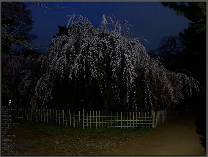 京都御苑近衞邸跡_桜_yaotomi2013_1st.jpg