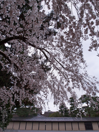 京都御苑近衞邸跡_桜_yaotomi2013_20s.jpg