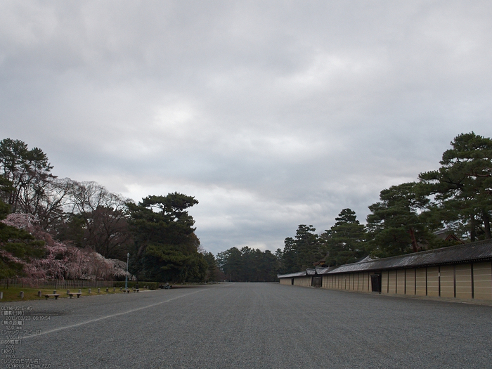 京都御苑近衞邸跡_桜_yaotomi2013_21s.jpg