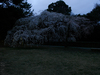 京都御苑近衞邸跡_桜_yaotomi2013_2s.jpg