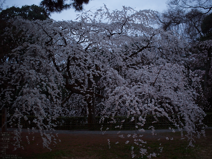 京都御苑近衞邸跡_桜_yaotomi2013_3s.jpg