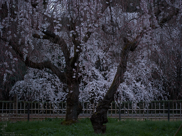 京都御苑近衞邸跡_桜_yaotomi2013_5s.jpg