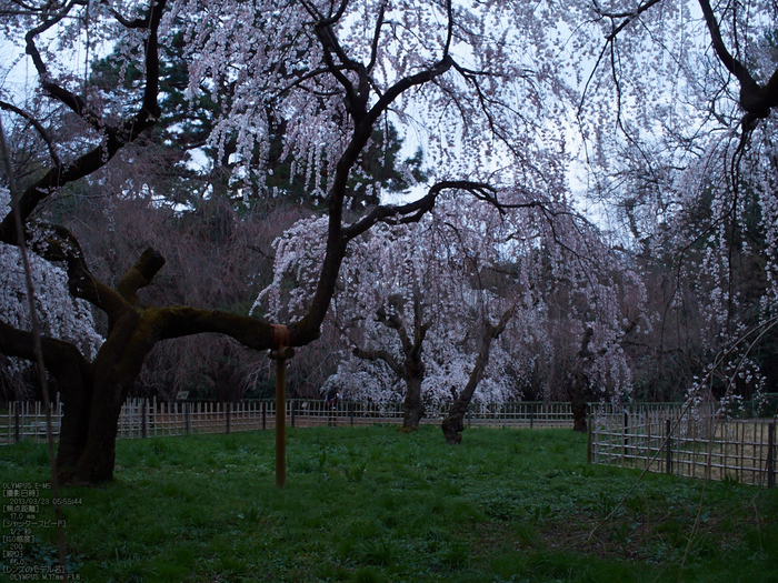 京都御苑近衞邸跡_桜_yaotomi2013_6s.jpg