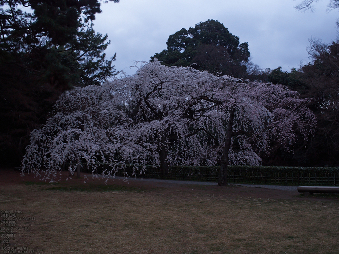 京都御苑近衞邸跡_桜_yaotomi2013_7s.jpg