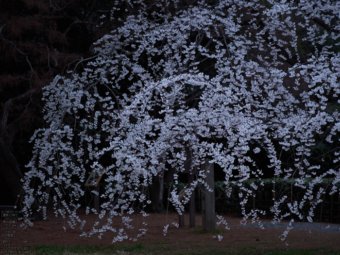 京都御苑近衞邸跡_桜_yaotomi2013_8s.jpg