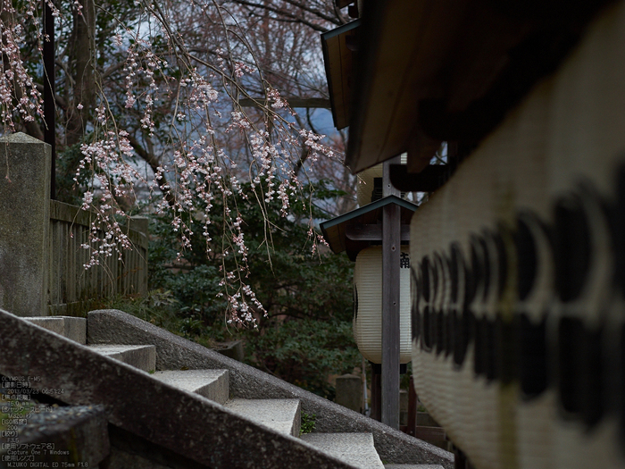 大石神社_しだれ桜_2013yaotomi_2s.jpg