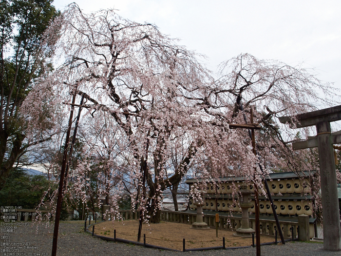 大石神社_しだれ桜_2013yaotomi_6s.jpg