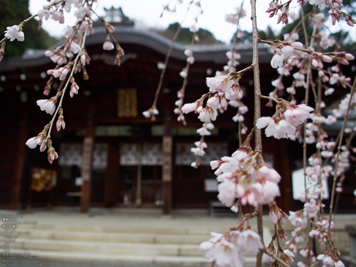 大石神社_しだれ桜_2013yaotomi_8s.jpg