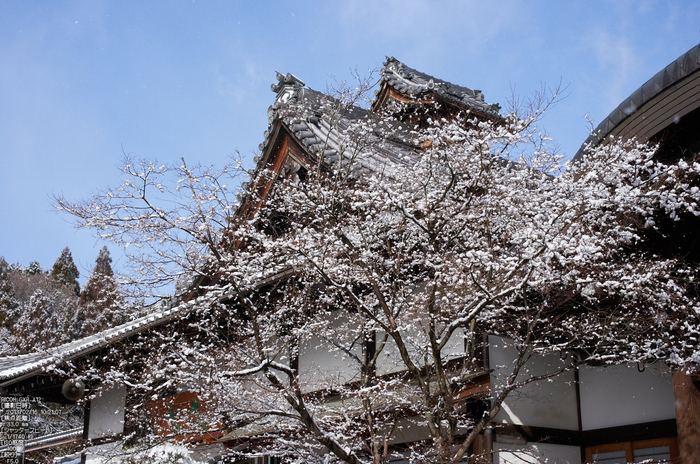 妙満寺_雪景_2013yaotomi_11s.jpg