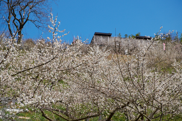 広橋梅林_梅_yaotomi2013_10s.jpg