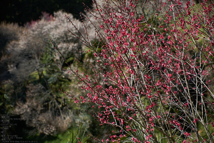 広橋梅林_梅_yaotomi2013_11s.jpg