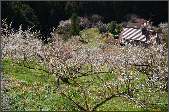 広橋梅林_梅_yaotomi2013_1st.jpg