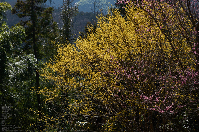 広橋梅林_梅_yaotomi2013_23s.jpg