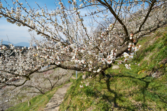 広橋梅林_梅_yaotomi2013_3s.jpg